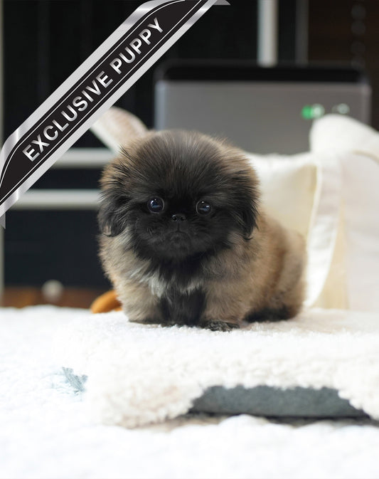 PEKINGESE_MOCHA