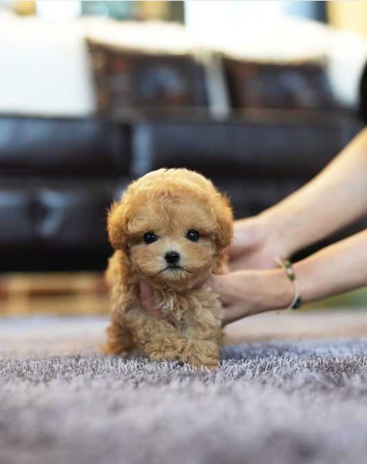 POODLE_DORU