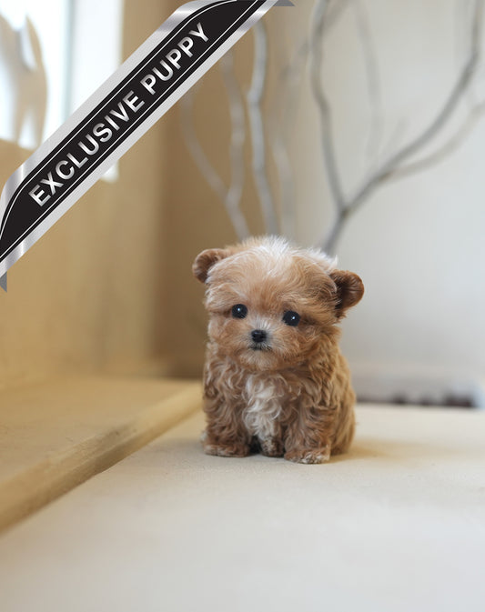 MALTIPOO_LATTE