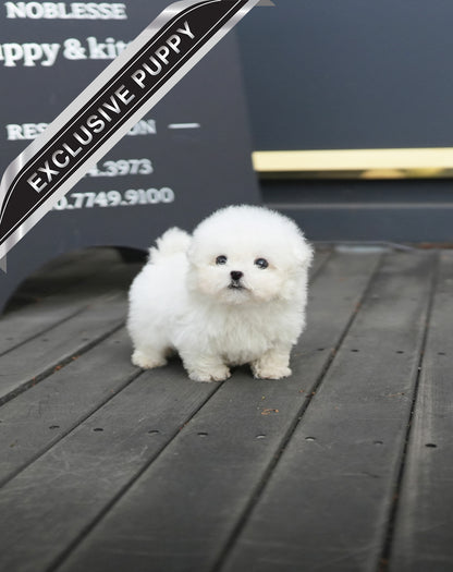 BICHON_SIO