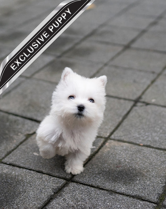 WEST HIGHLAND WHITE TERRIER_TAN