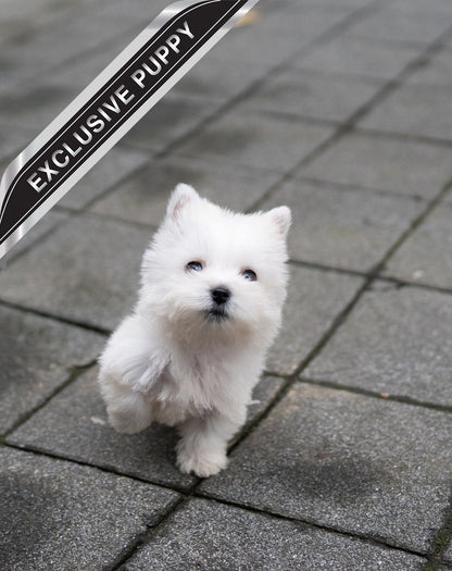 WEST HIGHLAND WHITE TERRIER_TAN