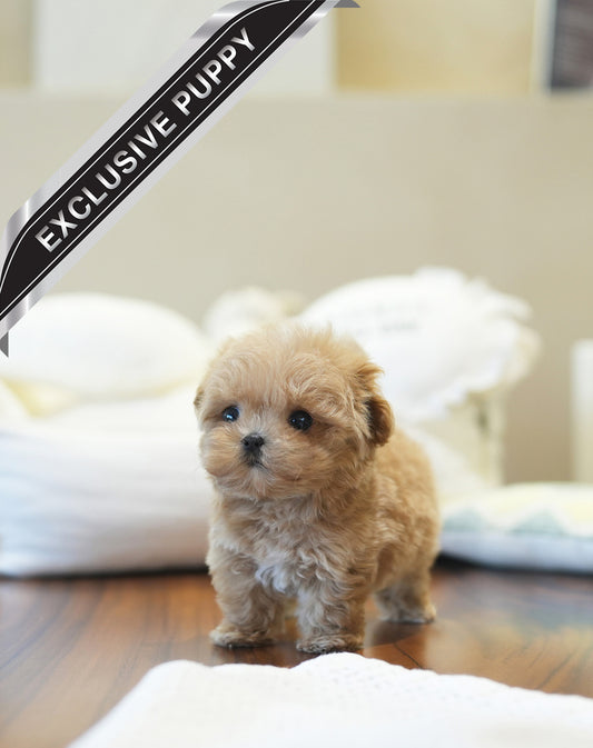 MALTIPOO_FOREST