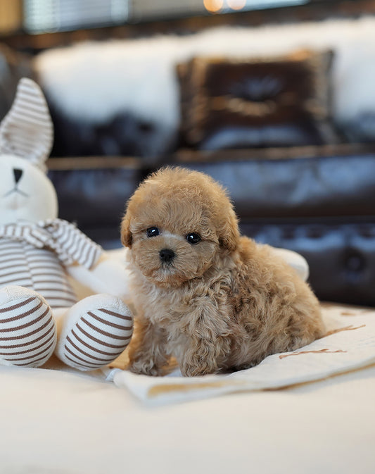 POODLE_HOYA