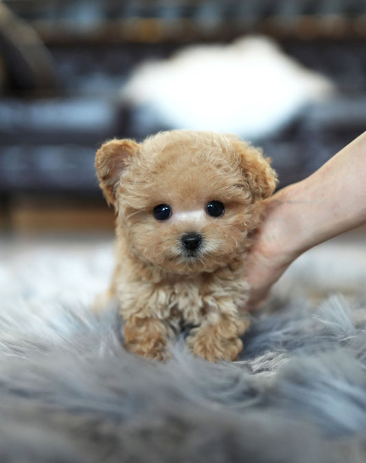 POODLE_JERRY