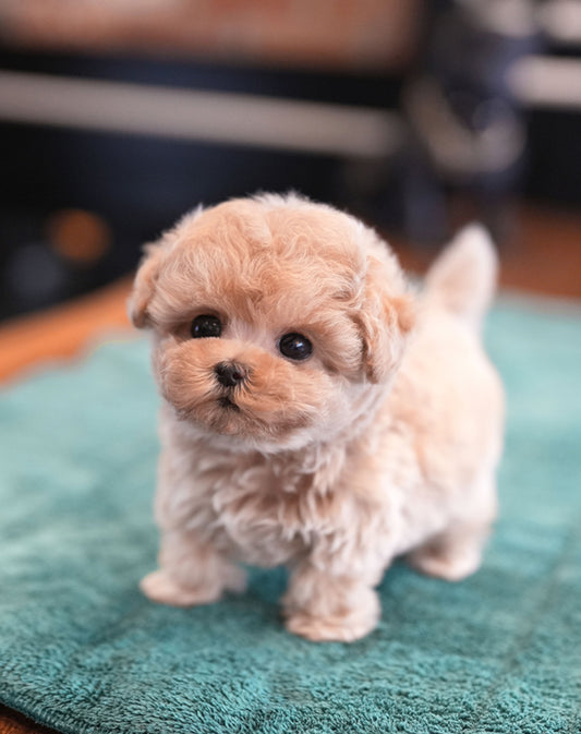 MALTIPOO_MONG