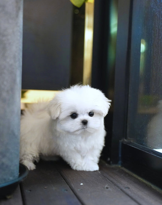 MALTESE_MONGSILL