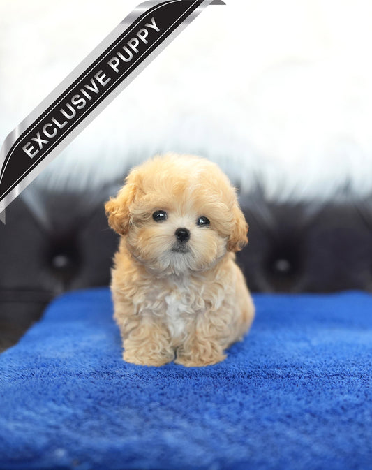 MALTIPOO_PEPE