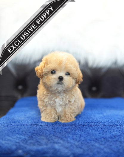 MALTIPOO_PEPE