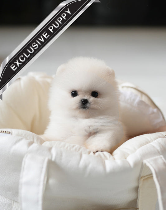 POMERANIAN_PPOMI - JIHOONS TEA CUP PUPPY